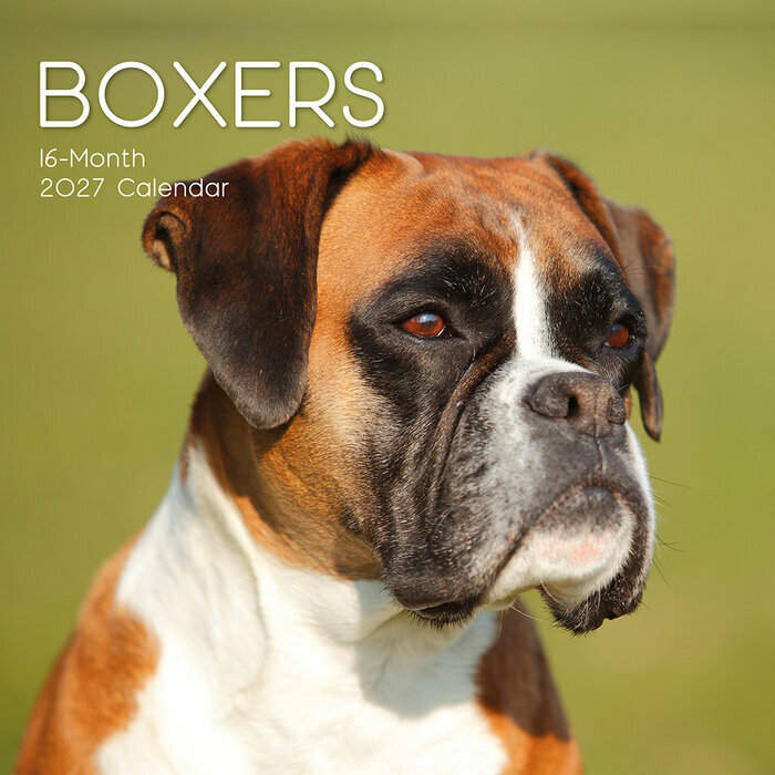 Calendrier Mural 2027 Chien Boxer
