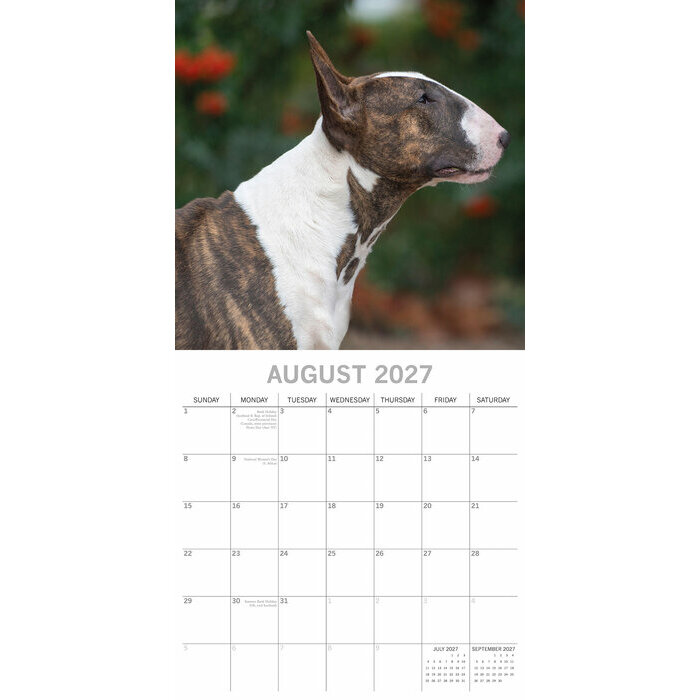 Calendrier 2027  Bull terrier