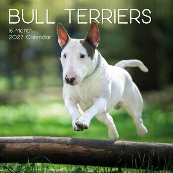 Calendrier 2027 Chien Bull Terrier 