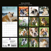Calendrier 2027 Chien Bulldog Anglais