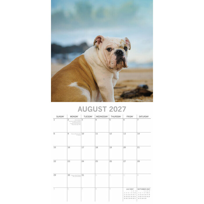 Calendrier papier 2027 Chien Bulldog Anglais