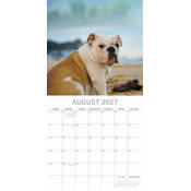 Calendrier papier 2027 Chien Bulldog Anglais