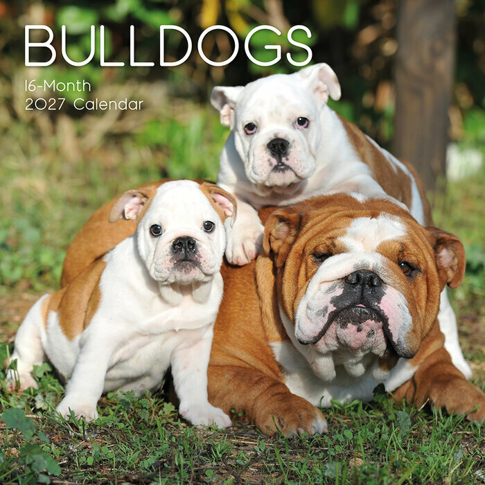 Calendrier Mural 2026 Chien Bulldog Anglais