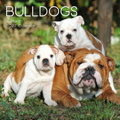 Calendrier Mural 2026 Chien Bulldog Anglais