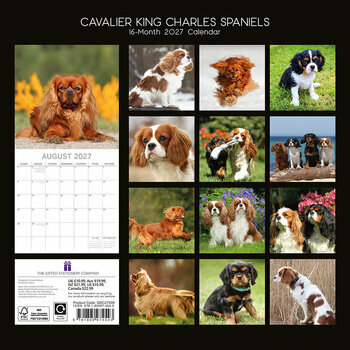 Calendrier 2027 Chien Cavalier King Charles