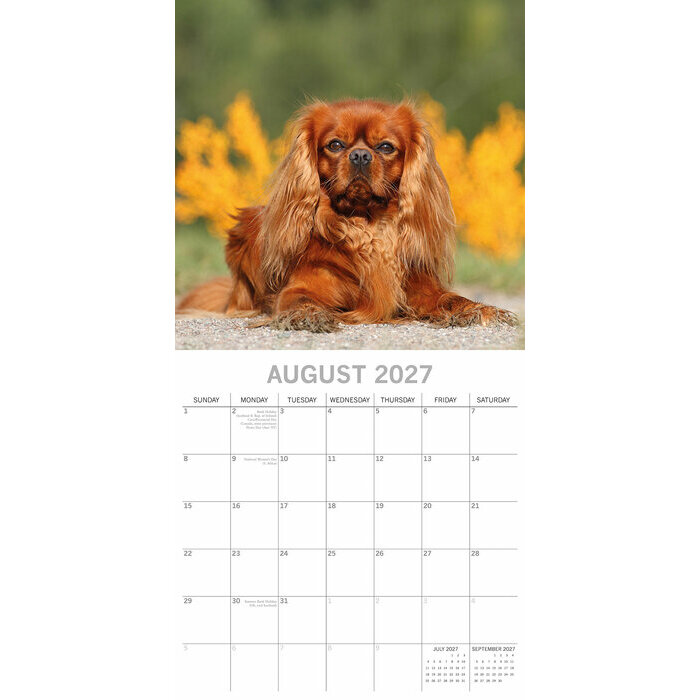 Calendrier papier 2027 Chien Cavalier King Charles