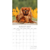 Calendrier papier 2027 Chien Cavalier King Charles