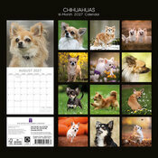 Calendrier 2027 Chien Chihuahua