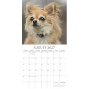 Calendrier papier 2027 Chien Chihuahua