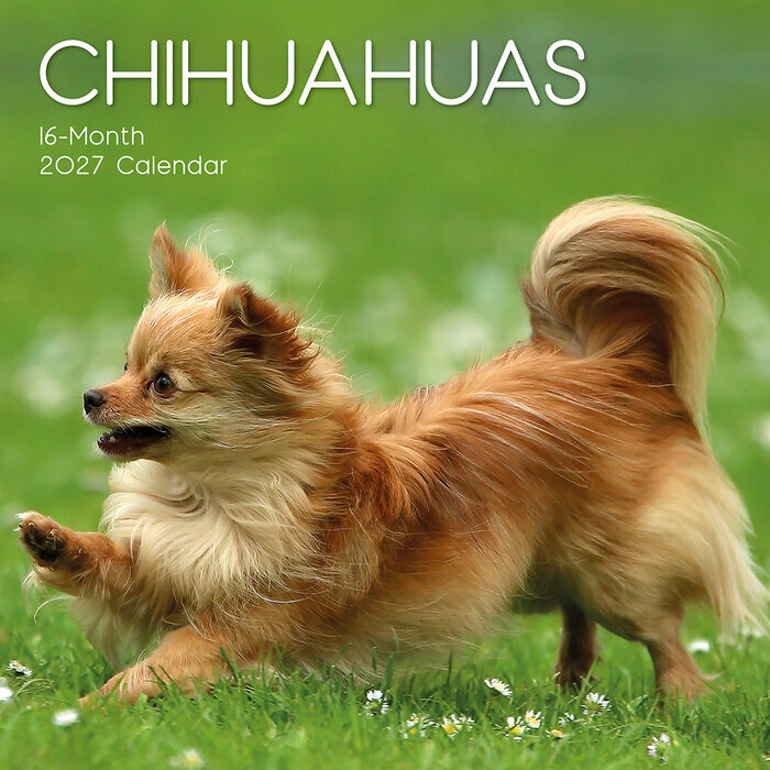 Calendrier Mural 2027 Chien Chihuahua