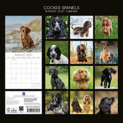 Calendrier 2027 Chien Cocker Anglais