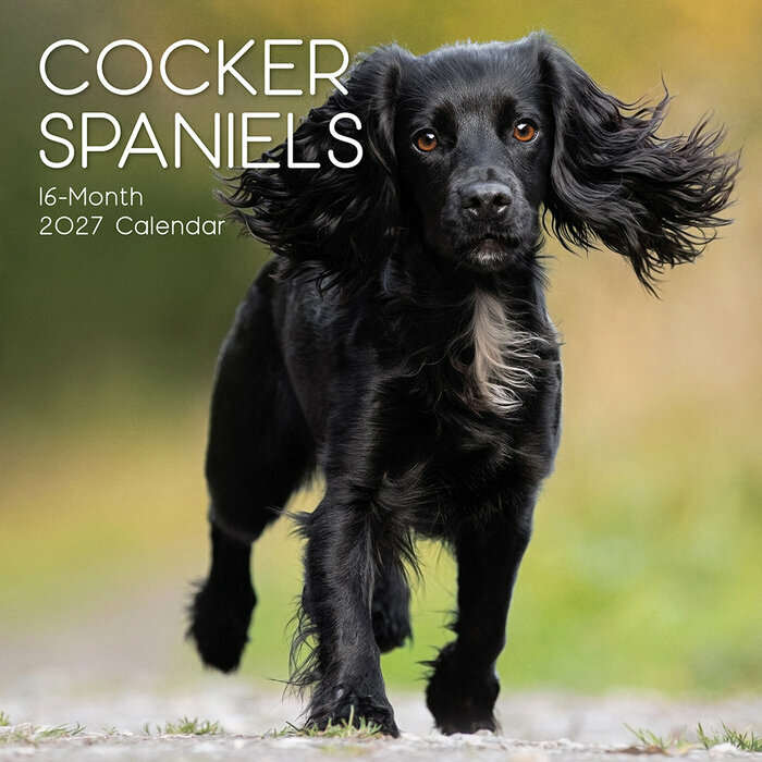 Calendrier Mural 2027 Chien Cocker Anglais