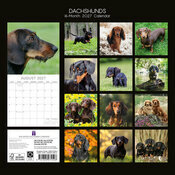 Calendrier 2027 Chien Teckels Calendrier 2027 Chien Teckels
