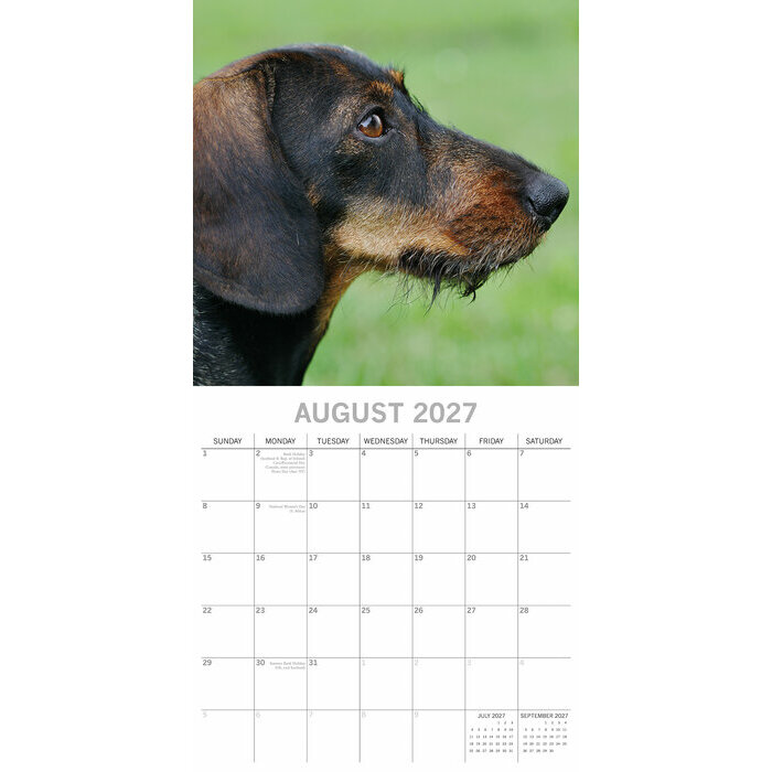 Calendrier 2027 Chien Teckels Calendrier papier 2027 Chien Teckels