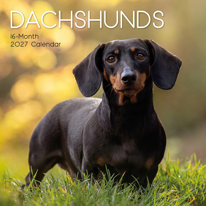 Calendrier 2027 Chien Teckels Calendrier Mural 2027 Chien Teckels