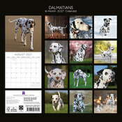 Calendrier 2027 Chien Dalmatien Calendrier Mural 2027 Dalmatien