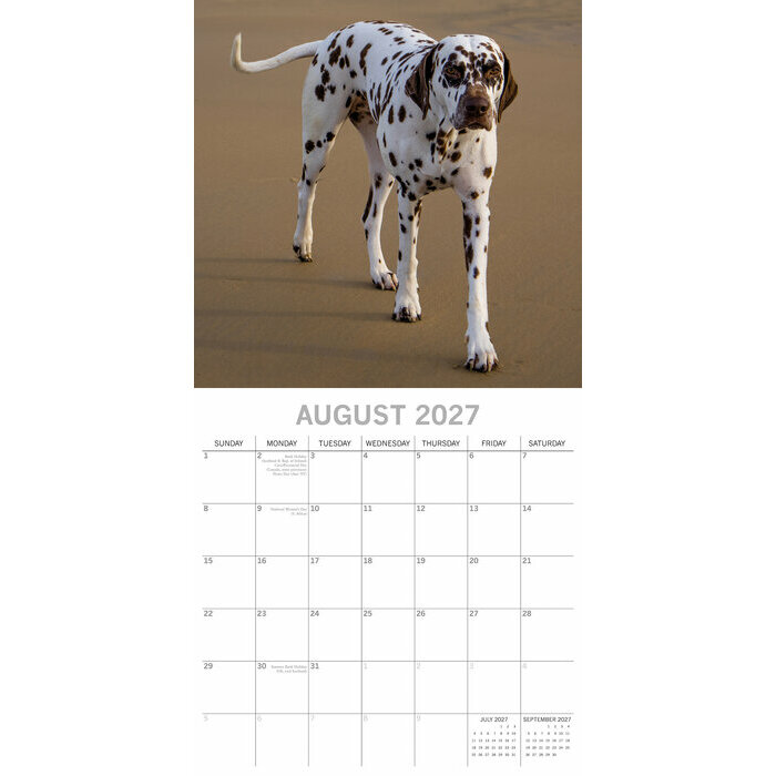 Calendrier 2027 Chien Dalmatien Calendrier Papier 2027 Dalmatien