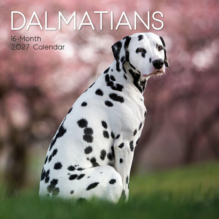 Calendrier 2027 Chien Dalmatien Calendrier 2027 Dalmatien