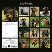 Calendrier 2027 Chien Doberman Calendrier 2027 Chien Doberman