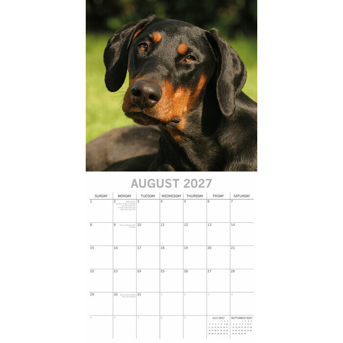 Calendrier 2027 Chien Doberman Calendrier papier 2027 Chien Doberman