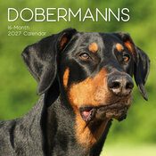 Calendrier 2027 Chien Doberman Calendrier Mural 2027 Chien Doberman