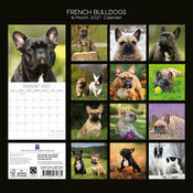 Calendrier 2027 Chien Bouledogue Français Calendrier 2027 Chien Bouledogue Français