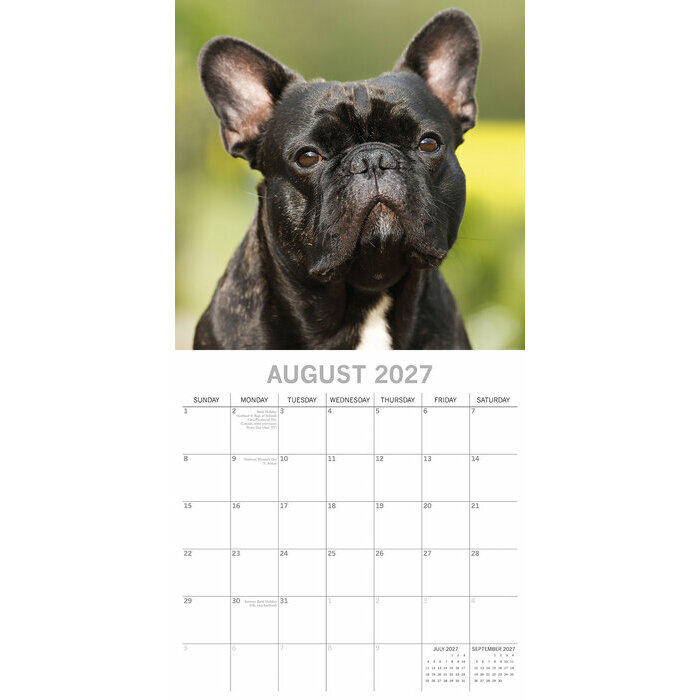 Calendrier 2027 Chien Bouledogue Français Calendrier Papier 2027 Chien Bouledogue Français