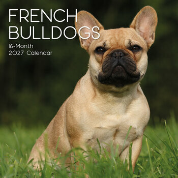 Calendrier 2027 Chien Bouledogue Fran&ccedil;ais
