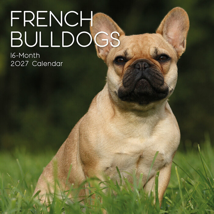 Calendrier 2027 Chien Bouledogue Français Calendrier Mural 2027 Chien Bouledogue Français