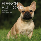 Calendrier 2027 Chien Bouledogue Français Calendrier Mural 2027 Chien Bouledogue Français