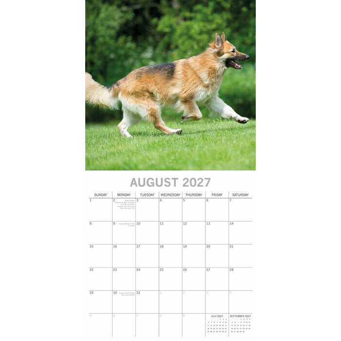 Calendrier 2027 Chien Berger Allemand Calendrier papier 2027 Chien Berger Allemand