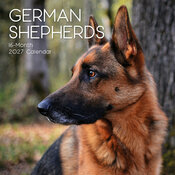 Calendrier 2027 Chien Berger Allemand Calendrier Mural 2027 Chien Berger Allemand