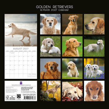 Calendrier 2027 Chien de Race Golden Retriever Poil long