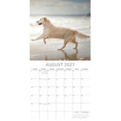 Calendrier papier 2027 Chien Golden Retriever