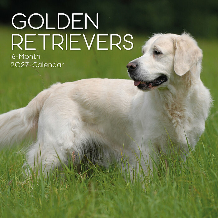 Calendrier Mural 2027 Chien Golden Retriever