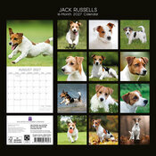 Calendrier papier 2027 Chien Jack Russell
