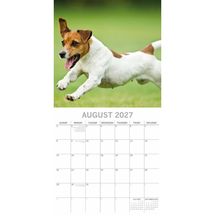 Calendrier 2027 Chien Jack Russell