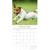 Calendrier 2027 Chien Jack Russell