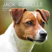 Calendrier Mural 2027 Chien Jack Russell
