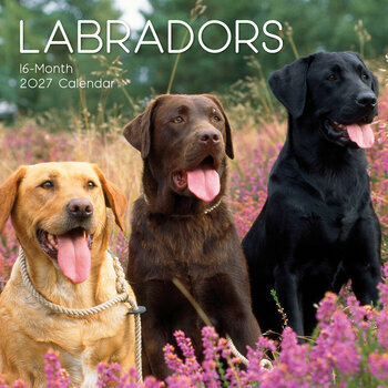 Calendrier 2027 Chien Labrador