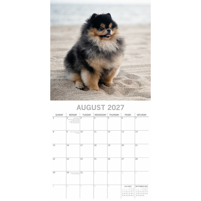 Calendrier Mural  2027 Spitz Nain