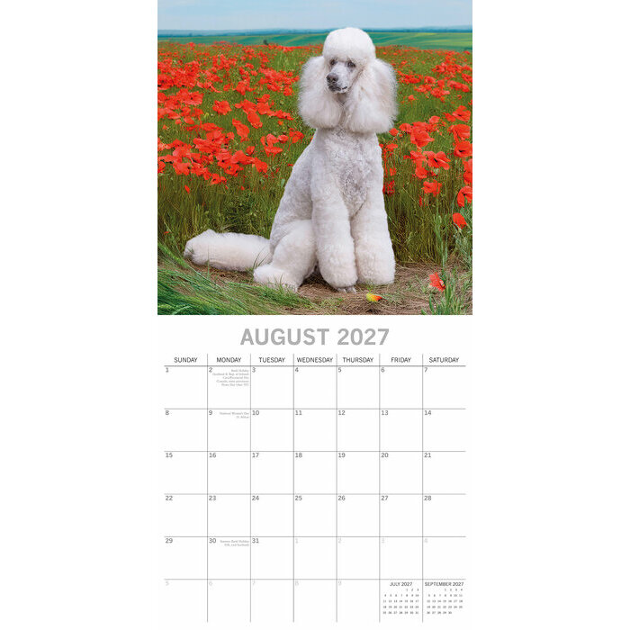 Calendrier 2027 Chien Caniche