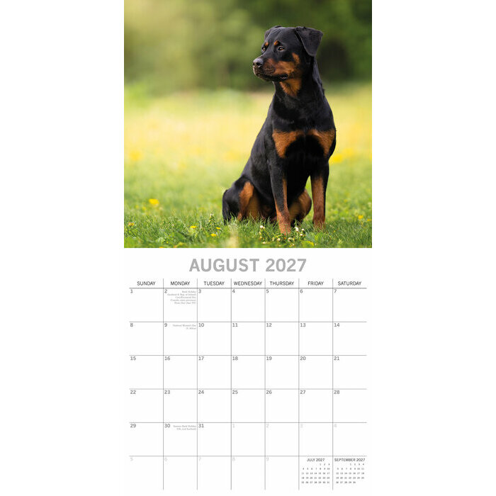 Calendrier 2027 Chien Rottweiler