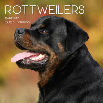 Calendrier 2027 Chien Rottweiler