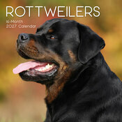 Calendrier Mural 2027 Chien Rottweiler