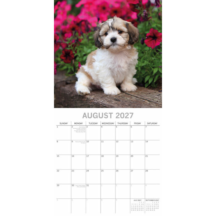 Calendrier  2027 Shih tzu