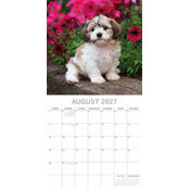 Calendrier  2027 Shih tzu