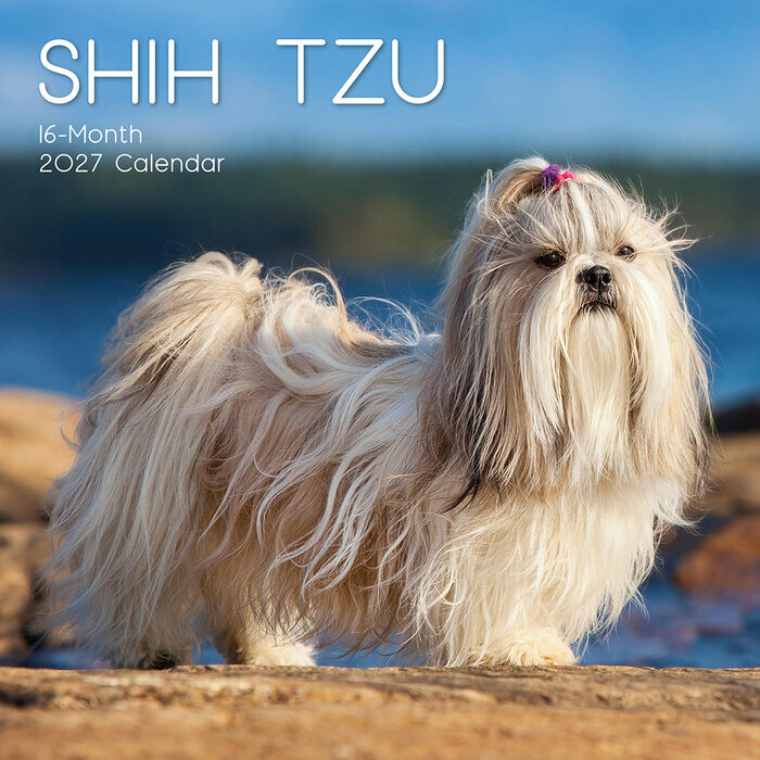 Calendrier mural 2027 Shih tzu
