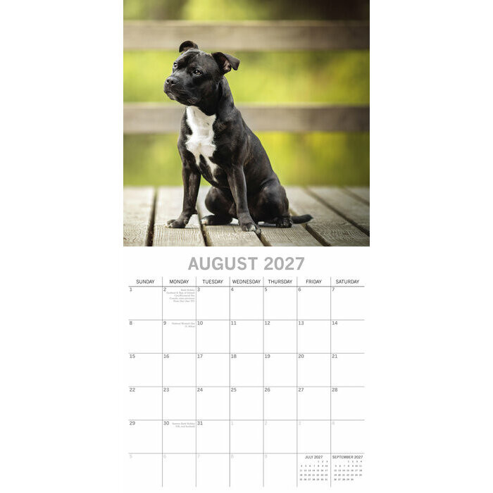Calendrier 2027 Chien Staffordshire Bull Terrier Staffie Calendrier papier 2027 Chien Staffordshire Bull Terrier