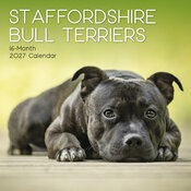 Calendrier 2027 Chien Staffordshire Bull Terrier Staffie Calendrier Mural 2027 Chien Staffordshire Bull Terrier